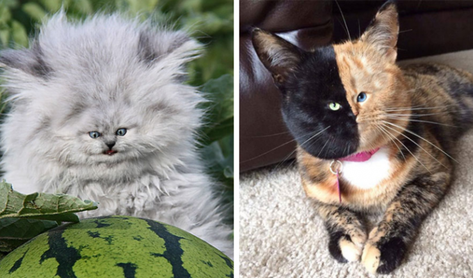 Новый тренд: коты с крошечными мордочками! Смешно или жутковато? (26 фото)