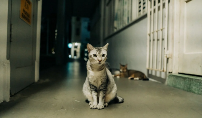 Кошки больше не вне закона в Сингапуре (8 фото)