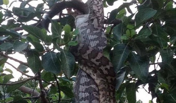 An Australian witnessed a python's meal (4 photos)
