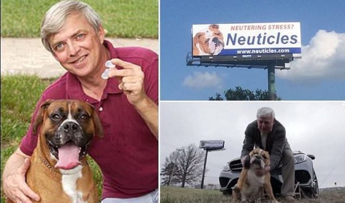 Бизнесмен, создавший искусственные собачьи тестикулы, заработал на них миллионы (13 фото)