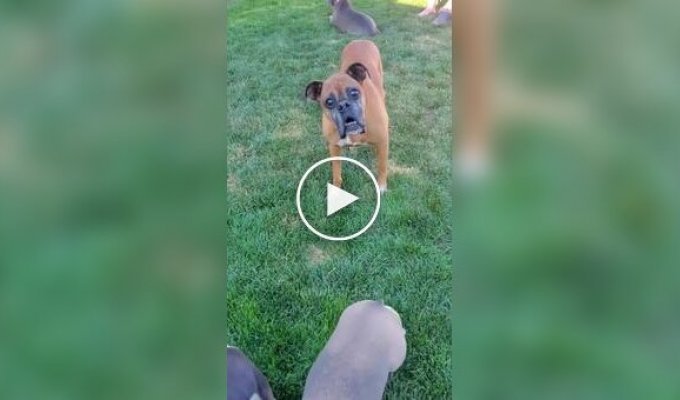 Из жизни собак породы Боксер