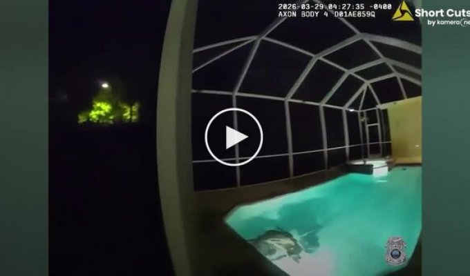 Полиция приехала на вызов о взломе и обнаружила аллигатора