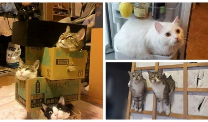 35 доказательств, что котикам везде удобно (36 фото)