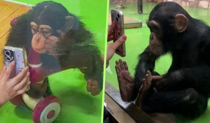 A chimpanzee was banned from watching videos on a phone to cure an addiction (2 photos + 1 video)