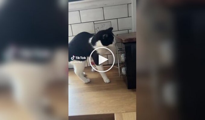 Они эволюционируют: кот открыл дверцу микроволновки на глазах у шокированной хозяйки