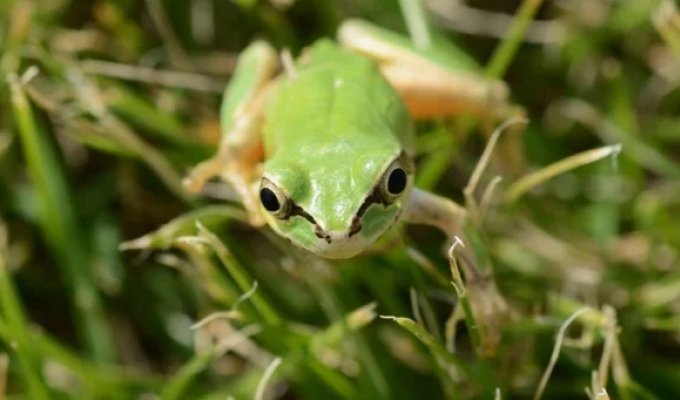 Бактерии японских лягушек могут быть эффективнее химиотерапии в лечении рака (3 фото)