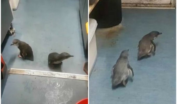 В Новой Зеландии полиция "задержала" двух пингвинов, которые забрели в суши-бар (8 фото + 1 видео)