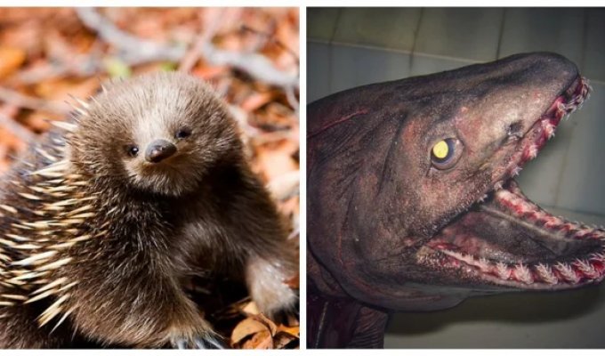 10 modern animals that lived next to dinosaurs (11 photos)