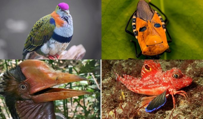 Удивительная фауна: животные, способные удивить своей чудной внешностью или умениями (17 фото)