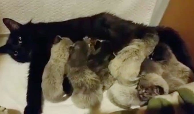 Серые котята родились у чёрной кошки (12 фото)