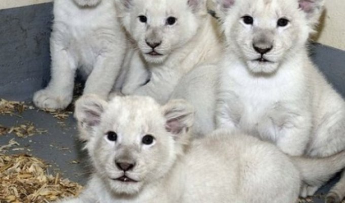 Новорожденные белые львята (4 фото)