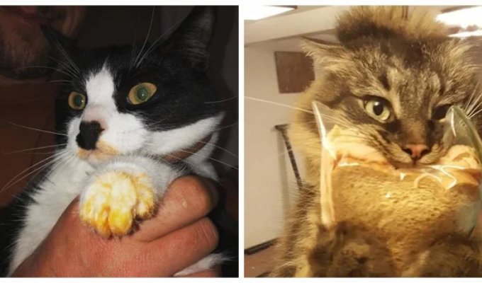 25 cats who pretend to be hungry so well that they will definitely not disappear in this world (26 photos)