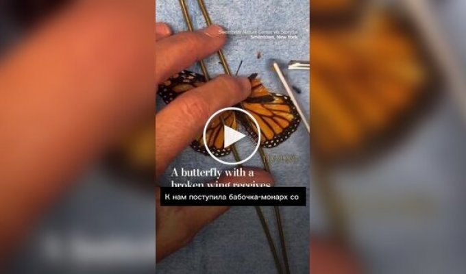Бабочке-монарху поставили первое в мире «имплант-крыло»