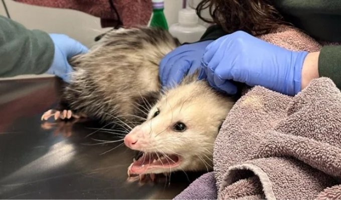 In the US, an opossum ate too much chocolate cake and ended up in a veterinary clinic (3 photos)