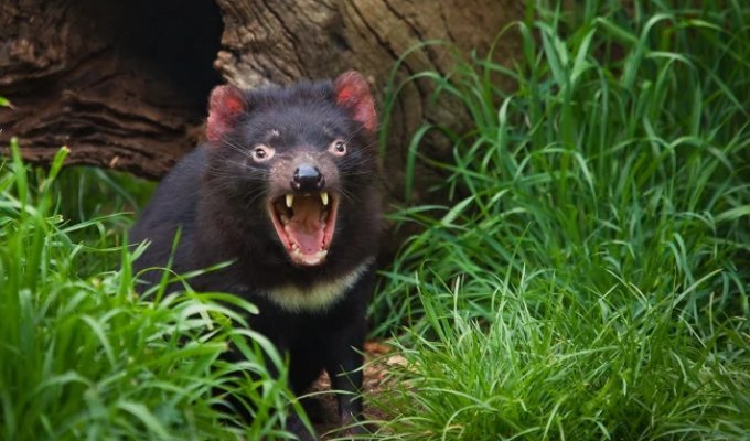 Тасманский дьявол: буйный хищник с кучей странностей (13 фото)