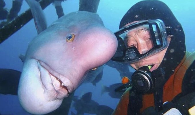 Japanese diver has been visiting his best friend for 25 years (4 photos + 1 video)