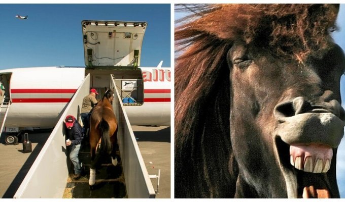 У США вантажний літак повернувся до аеропорту через коня (3 фото)
