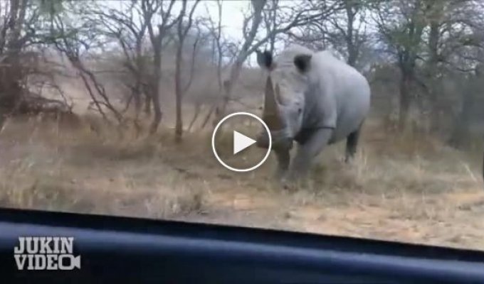 Angry rhinoceroses attack cars with tourists