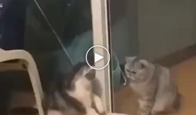 Кот нарвался на другого забыв о том, что дверь открыта
