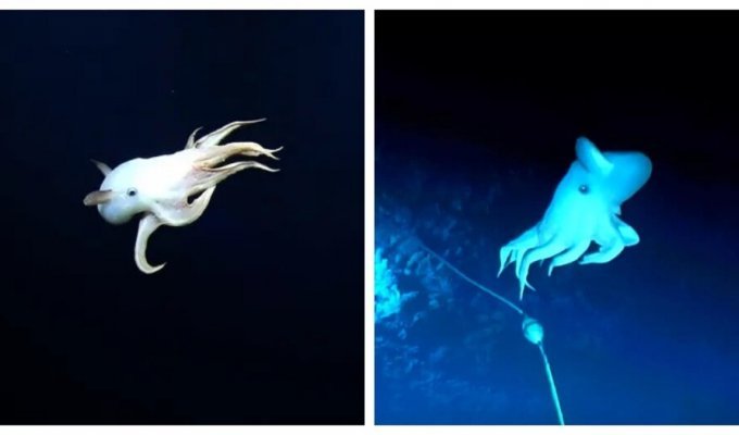 Ghostly octopus Dumbo spotted off the coast of Hawaii (6 photos + 1 video)