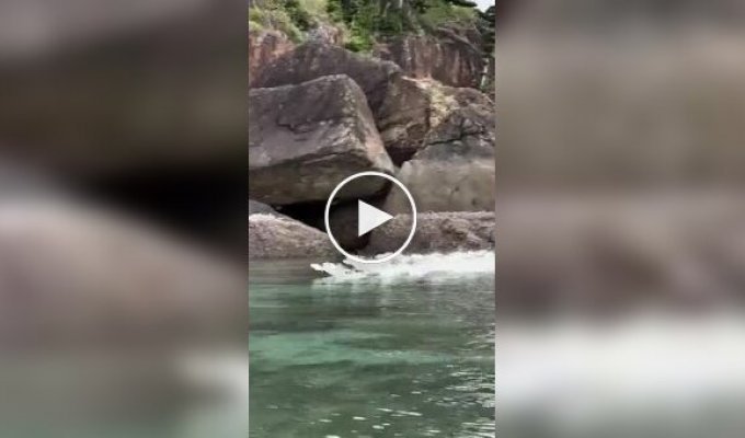 Животные (короткие видео). Выпуск 86