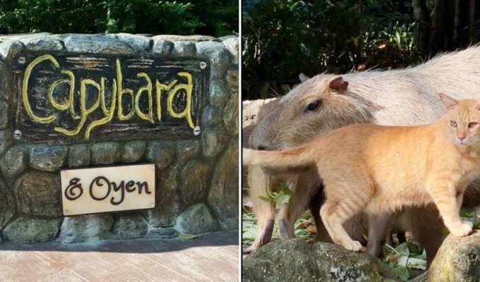 In a zoo in Malaysia, a cat settled in an aviary with capybaras (5 photos + 2 videos)