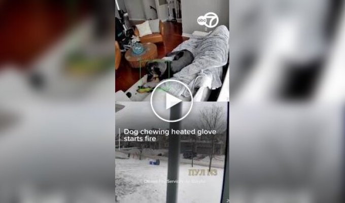 Пес пожевал перчатку с подогревом и чуть не спалил дом хозяина