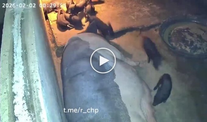 Свинья спасла поросенка