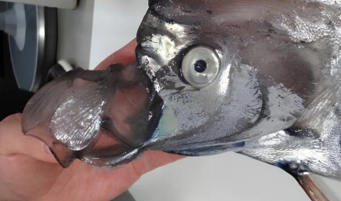 Почему рыбий рот такой инопланетный? (7 фото)