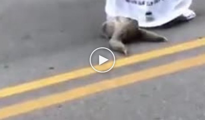 Ленивец которому помогли перейти дорогу