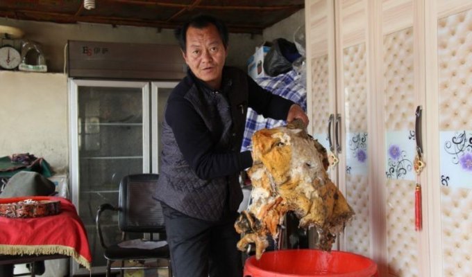 Везучий китаец нашел огромный гриб бессмертия (20 фото)