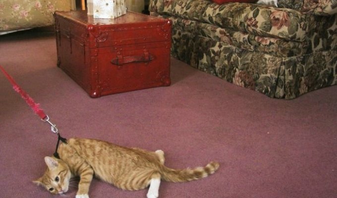 Самый упрямый кот мира сего (2 фотографии)