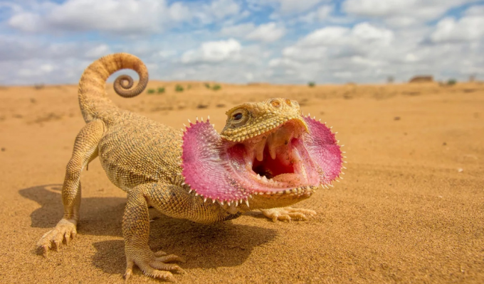 Вухата круглоголовка: ящірка розкриває пащу як Хижак зі знаменитого фільму (6 фото)