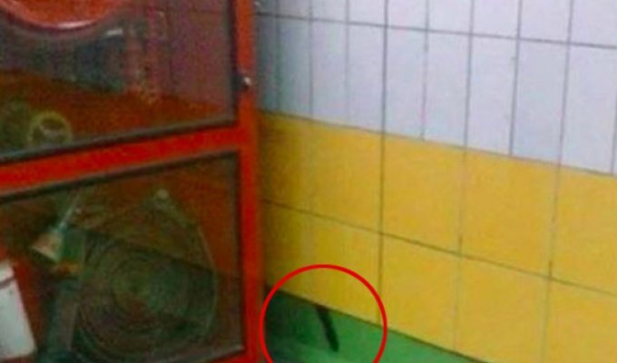 В стене каирского метро пять лет жил кот (6 фото)