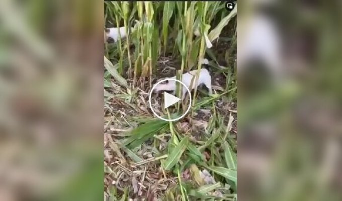 A Dog Collects Corn