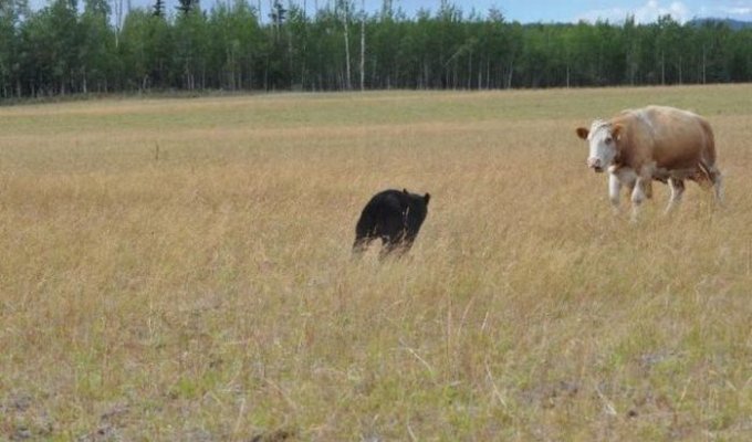 Коровы замочили медведя (13 фото)