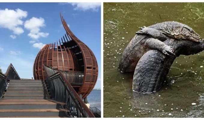 Sungei Buloh Wetland Reserve is an interesting place for those who love birds (20 photos + 1 video)