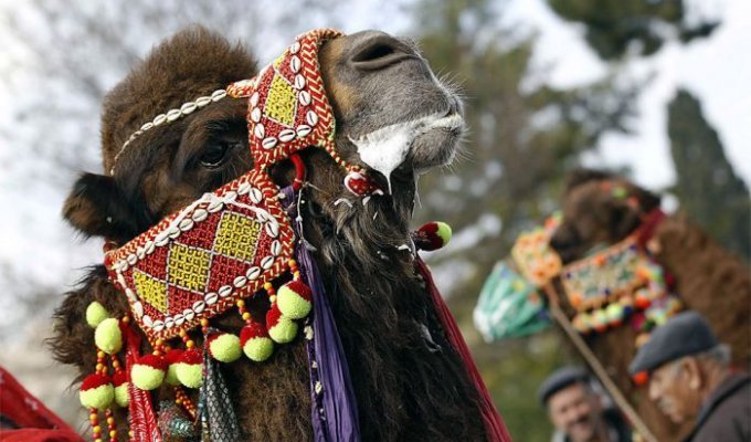 Бои верблюдов в Турции (13 фото)
