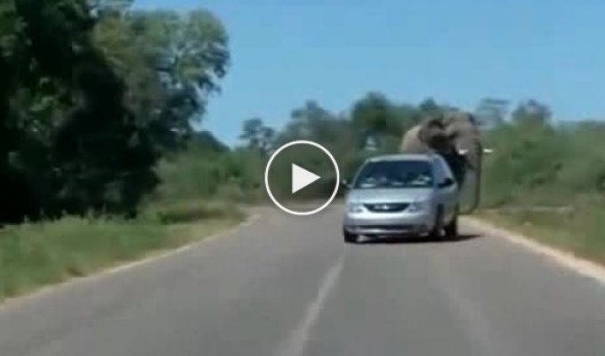 Слон попытался напасть на машину