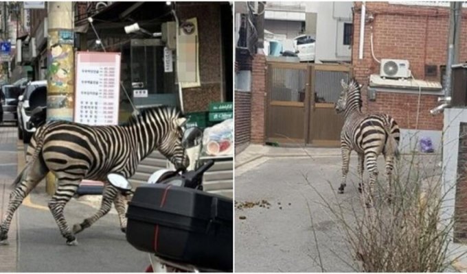 Свобода!: із корейського зоопарку втекла зебра (7 фото + 1 відео)
