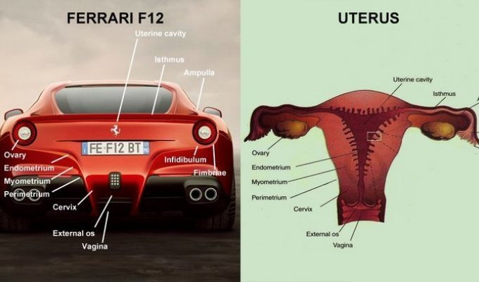 Корма новой Ferrari 612 Berlinetta похожа на женские органы?! (3 фото)