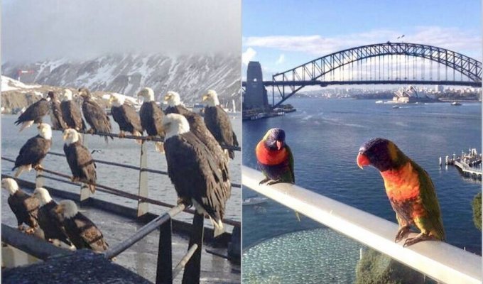 12 places where other birds replaced the usual pigeons (13 photos)