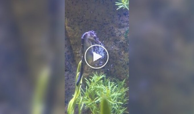Як виглядають пологи морських ковзанів