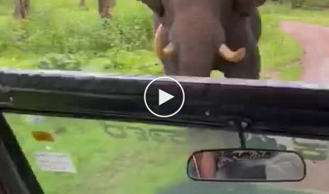 Водитель туристического автомобиля пытается скрыться от разъяренного слона