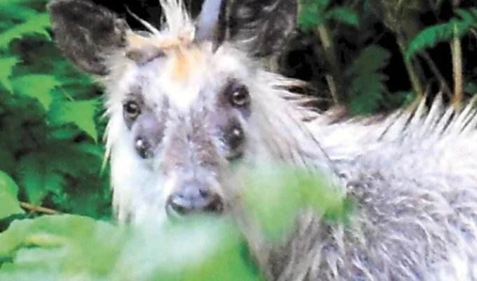 Японський серау: великий звір із японської глушині та його секрети (9 фото)