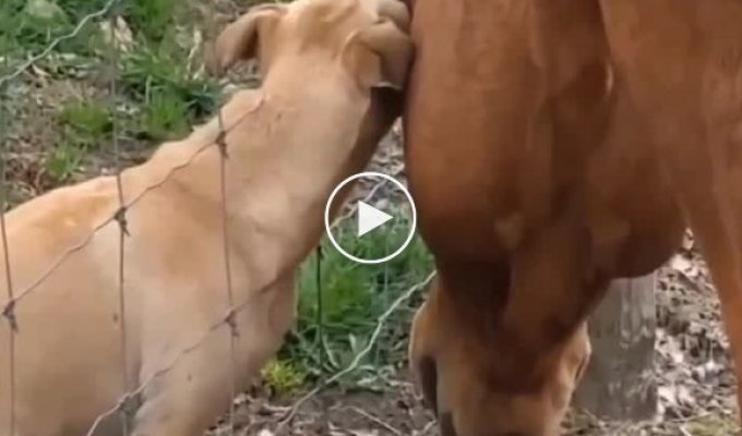 Friendship of dog and horse