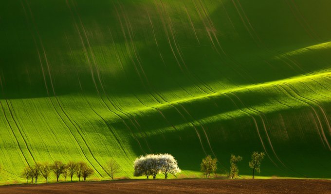 Потрясающие зеленые поля (21 фото)