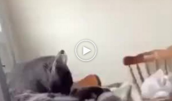 Как затроллить кота
