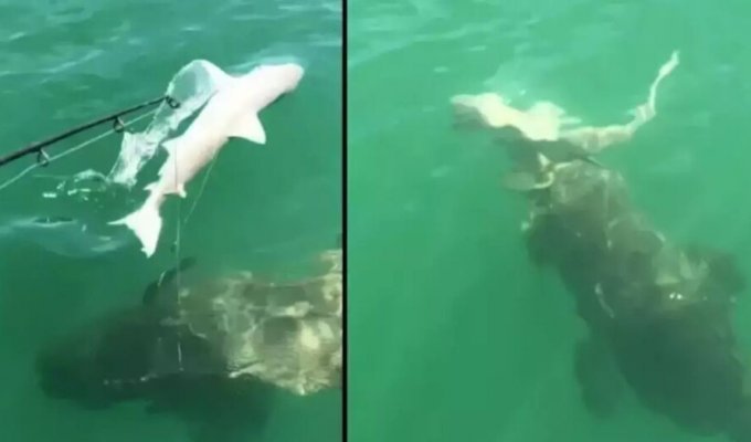 Гігантська риба блискавично зжирає акулу на очах у здивованих рибалок (3 фото + 1 відео)