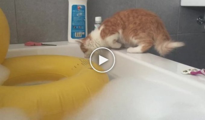 Кот и ванная